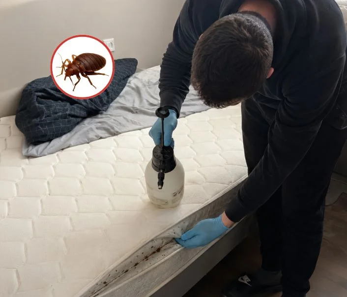 Technicien traitant un matelas contre les punaises de lit à Ollainville